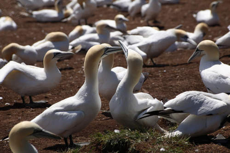 Billions of North American Birds Have Vanished