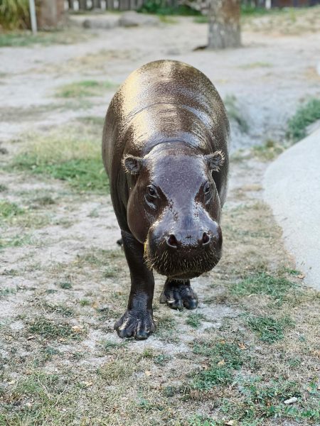 Navigation to Story: Pygmy Hippo from Thailand Gains Social Media Popularity