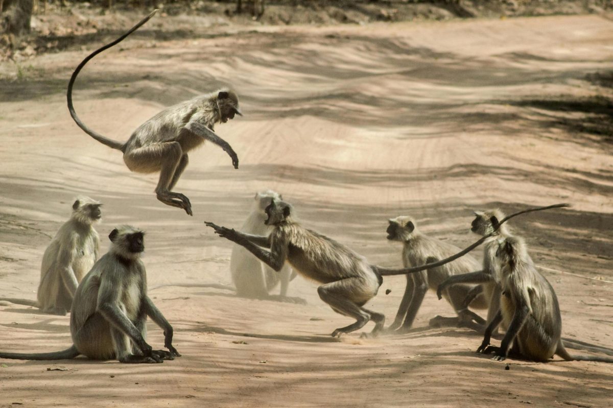 Photo by vishnudeep  dixit: https://www.pexels.com/photo/group-of-monkey-on-dirt-road-1260803/
(Not the actual monkeys that escaped)