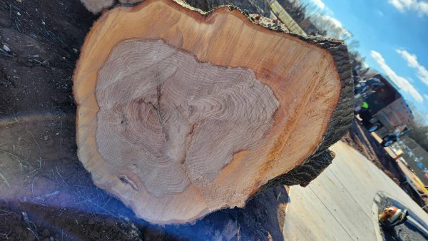 PHS willow tree trunk