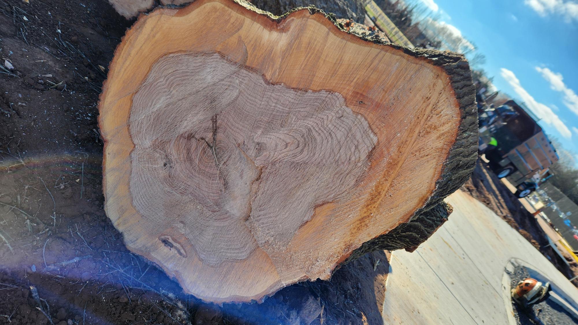 PHS willow tree trunk