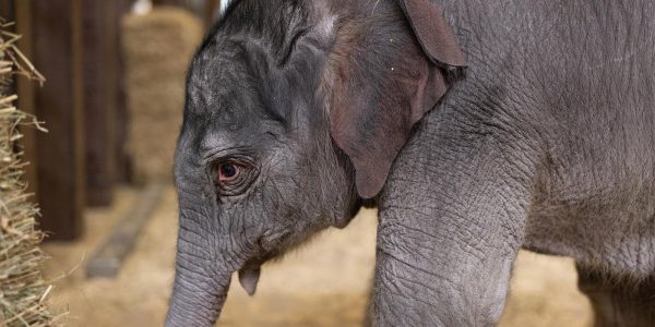 Elephant Calf Named Linh Mai Born at National Zoo