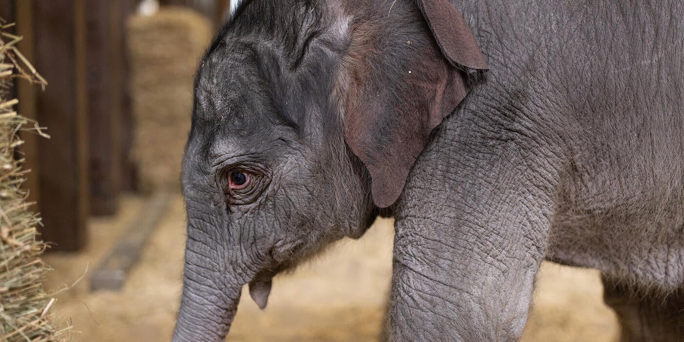 Elephant Calf Named Linh Mai Born at National Zoo